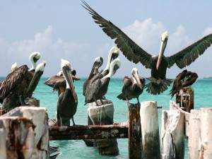 losroques-pelicans With such an assorted biodiversity inhabiting the waters of Los Roques, Venezuela, including some 280 species of fish, these pelicans have no trouble finding dinner