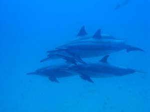 The spinner dolphin is common to the waters of Fernando de Noronha, Brazil, and most famous for its acrobatic displays. Some have been seen completing 14 spinning jumps one after another.