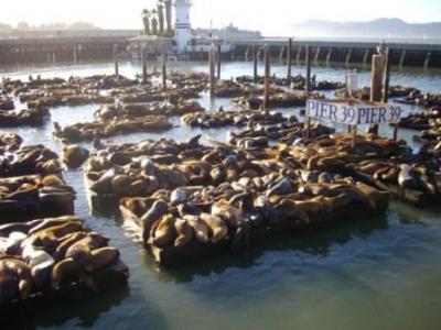 sanfran-pier39.jpg