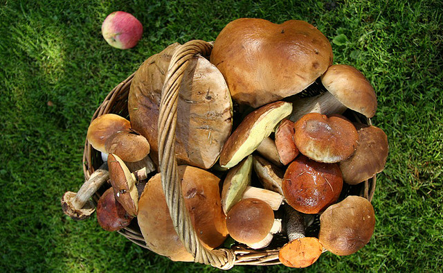 potw-latvia-mushrooms.jpg