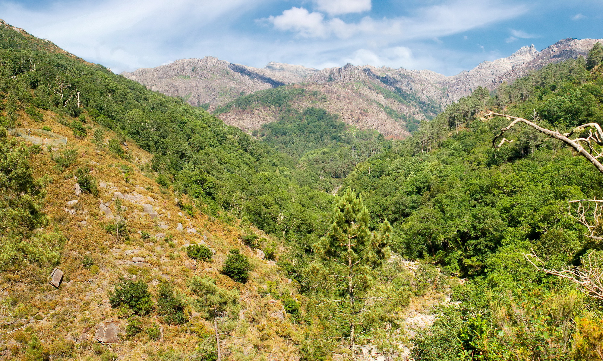 mata de