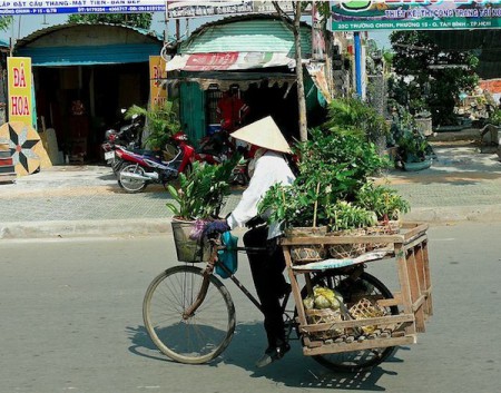 Transport Plants
