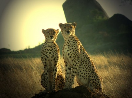 Photo of the Week (19 June 2011) - Cheetahs Posing, Dar Es Salaam, Tanzania